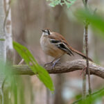 Northern Scrub Robin (image by Mike Watson)