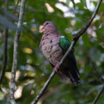 Pacific Emerald Dove (image by Mike Watson)
