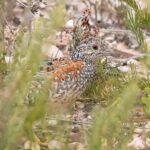 Painted Buttonquail (image by Simon Colenutt)