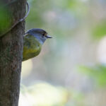 Pale-yellow Robin (image by Mike Watson)