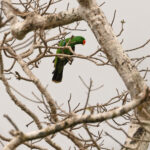 Papuan Eclectus (image by Mike Watson)