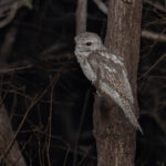 Papuan Frogmouth (image by Mike Watson)