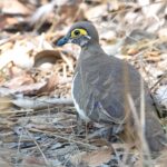 Partridge Pigeon (image by Simon Colenutt)