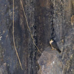 Peregrine (image by Mike Watson)