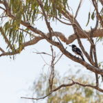 Pied Butcherbird (image by Mike Watson)