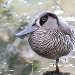 Pink-eared Duck (image by Hannu Jännes)