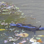 Platypus (image by Mike Watson)