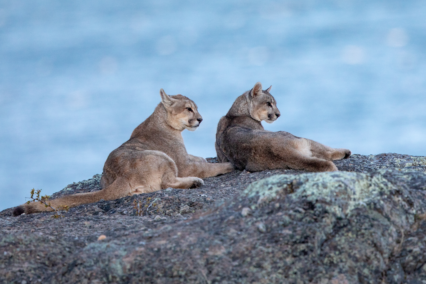 Pumas at Torres del Paine (image by Mark Beaman)