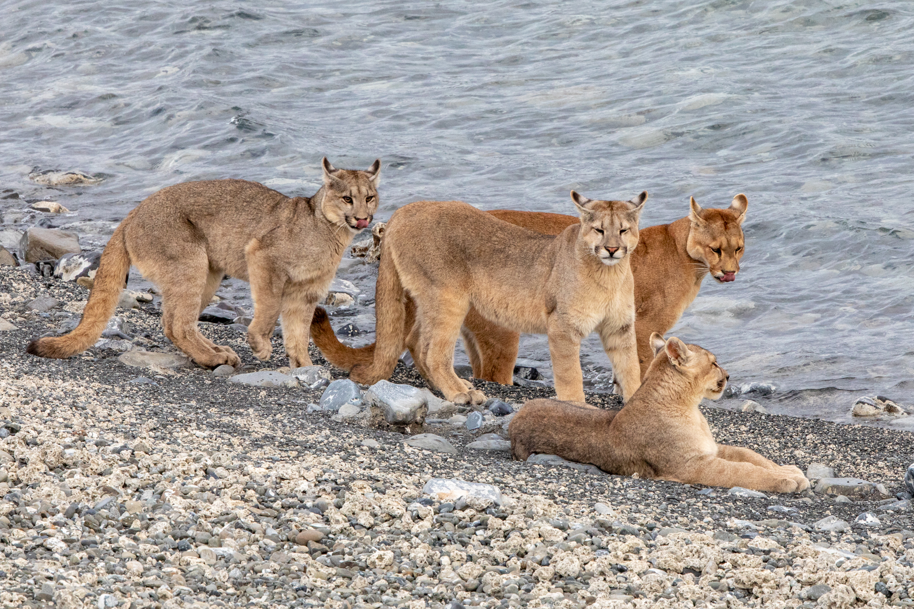 Puma family at Torres del Paine (image by Mark Beaman)