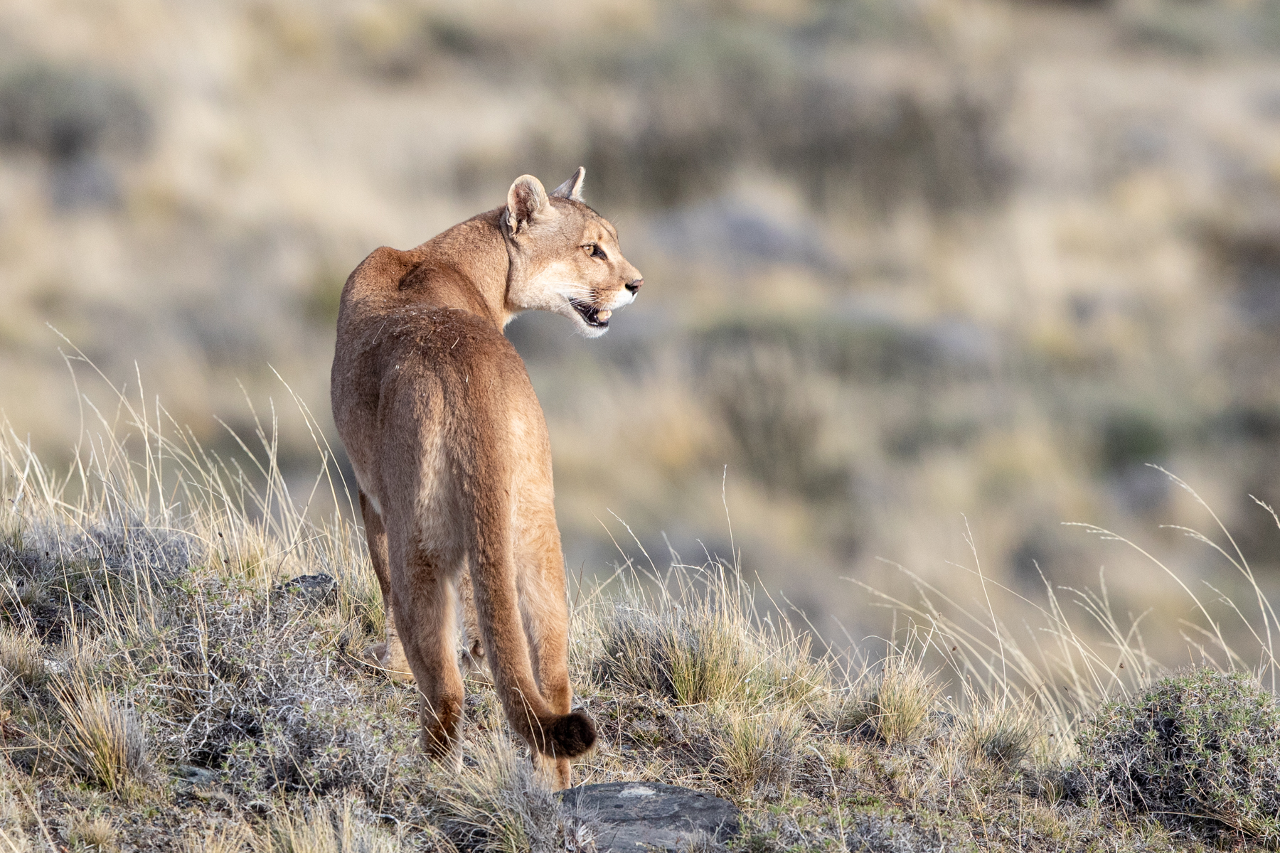 Puma female at Torres del Paine (image by Mark Beaman)