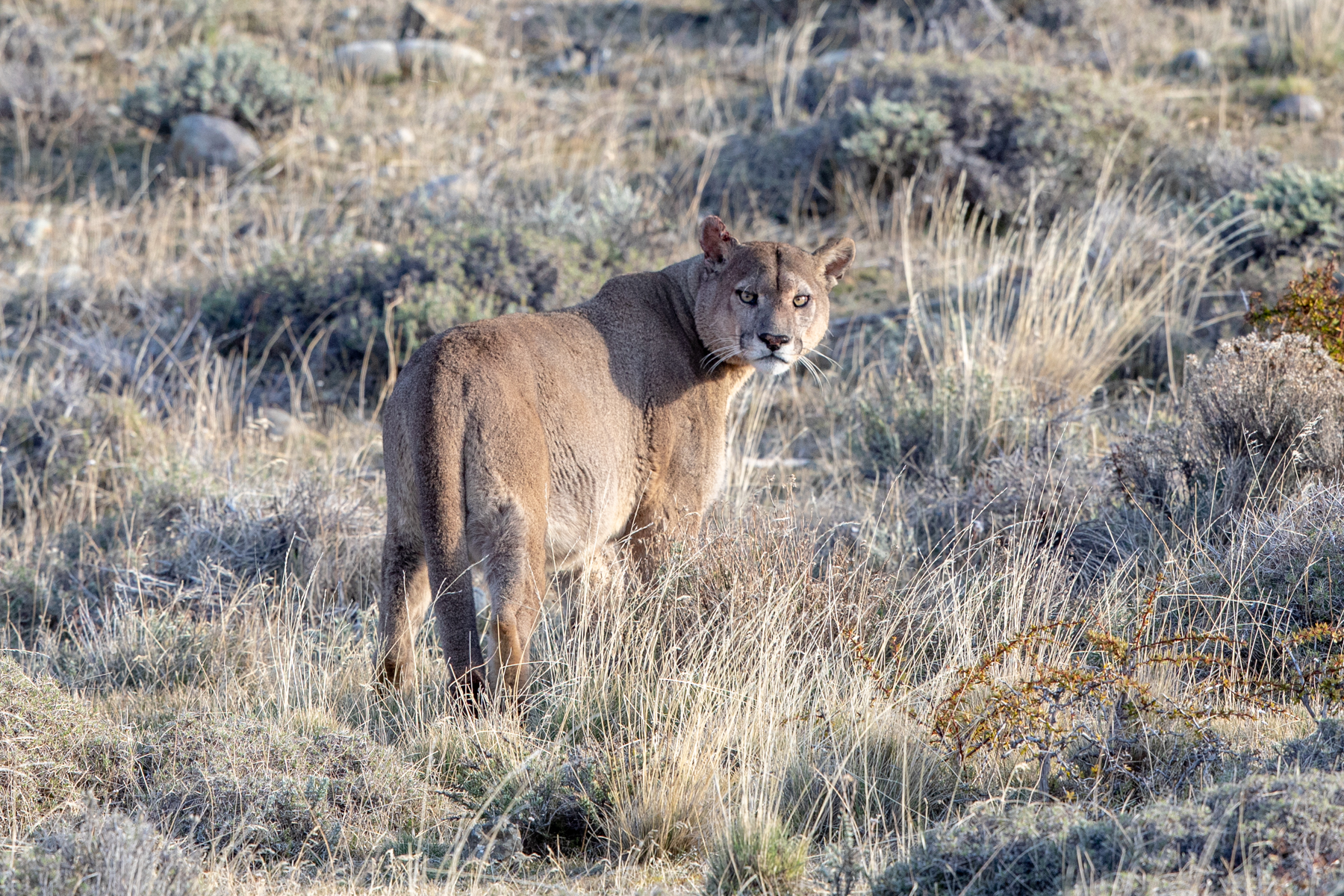 Puma male at Torres del Paine (image by Mark Beaman)