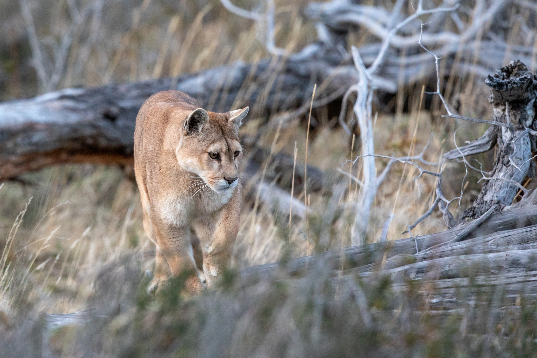 Puma at Torres del Paine (image by Mark Beaman)