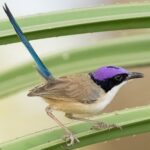 Purple-crowned Fairywren (image by Simon Colenutt)