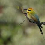 Rainbow Bee-eater (image by Mike Watson)