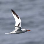 Red-billed Tropicbird (image by Paul McLelland)