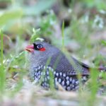 Red-eared Firetail (image by Hannu Jännes)