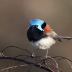 Red-winged Fairywren (image by Hannu Jännes)