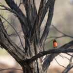 Red-capped Robin (image by Mike Watson)