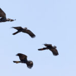Red-tailed Black Cockatoo (image by Mike Watson)