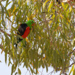 Red-winged Parrot (image by Mike Watson)