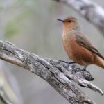 Rufous Treecreeper (image by Hannu Jännes)