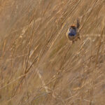 Rufous-crowned Emuwren (image by Mike Watson)