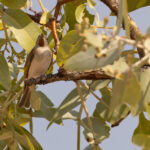 Rufous-throated Honeyeater (image by Mike Watson)