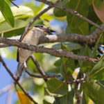 Sacred Kingfisher (image by Mike Watson)