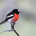 Scarlet Robin (image by Hannu Jännes)