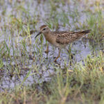 Sharp-tailed Sandpiper (image by Mike Watson)