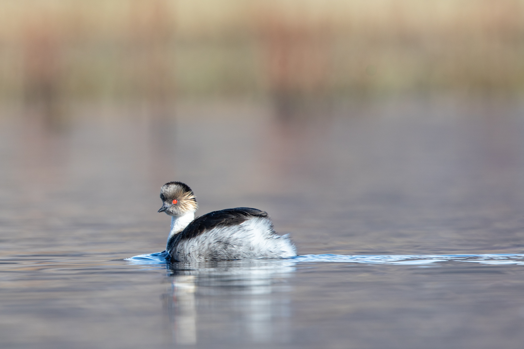 Silvery Grebe (image by Mark Beaman)