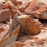 Slater's Ring-tailed Dragon (image by Mike Watson)