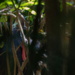 Southern Cassowary (image by Mike Watson)