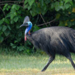 Southern Cassowary (image by Mike Watson)
