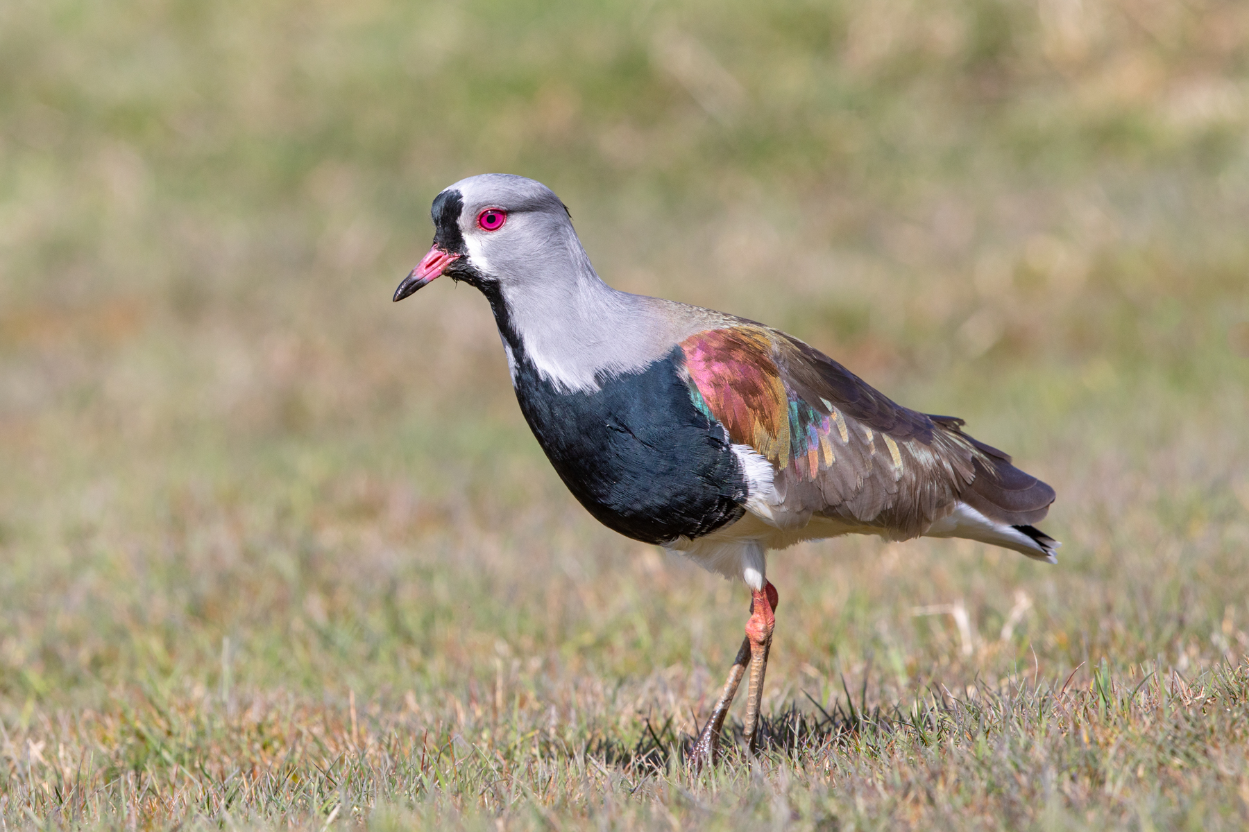 Southern Lapwing (image by Mark Beaman)