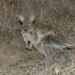 Spectacled Hare (image by Mike Watson)