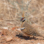 Spinifex Pigeon (image by Mike Watson)