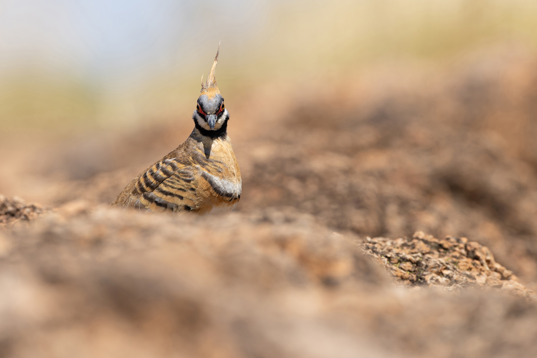 Spinifex Pigeon (image by Mike Watson)