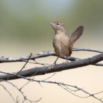 Spinifexbird (image by Mike Watson)