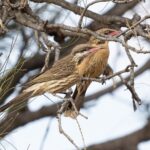Spiny-cheeked Honeyeater (image by Simon Colenutt)