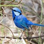Splendid Fairywren (image by Simon Colenutt)