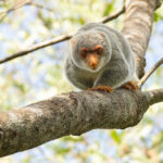Spotted Cuscus (image by Mike Watson)