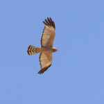 Spotted Harrier (image by Mike Watson)
