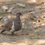 Squatter Pigeon (image by Mike Watson)
