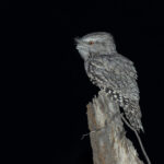 Tawny Frogmouth (image by Mike Watson)