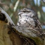 Tawny Frogmouth (image by Simon Colenutt)