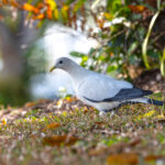 Torresian Imperial Pigeon (image by Mike Watson)