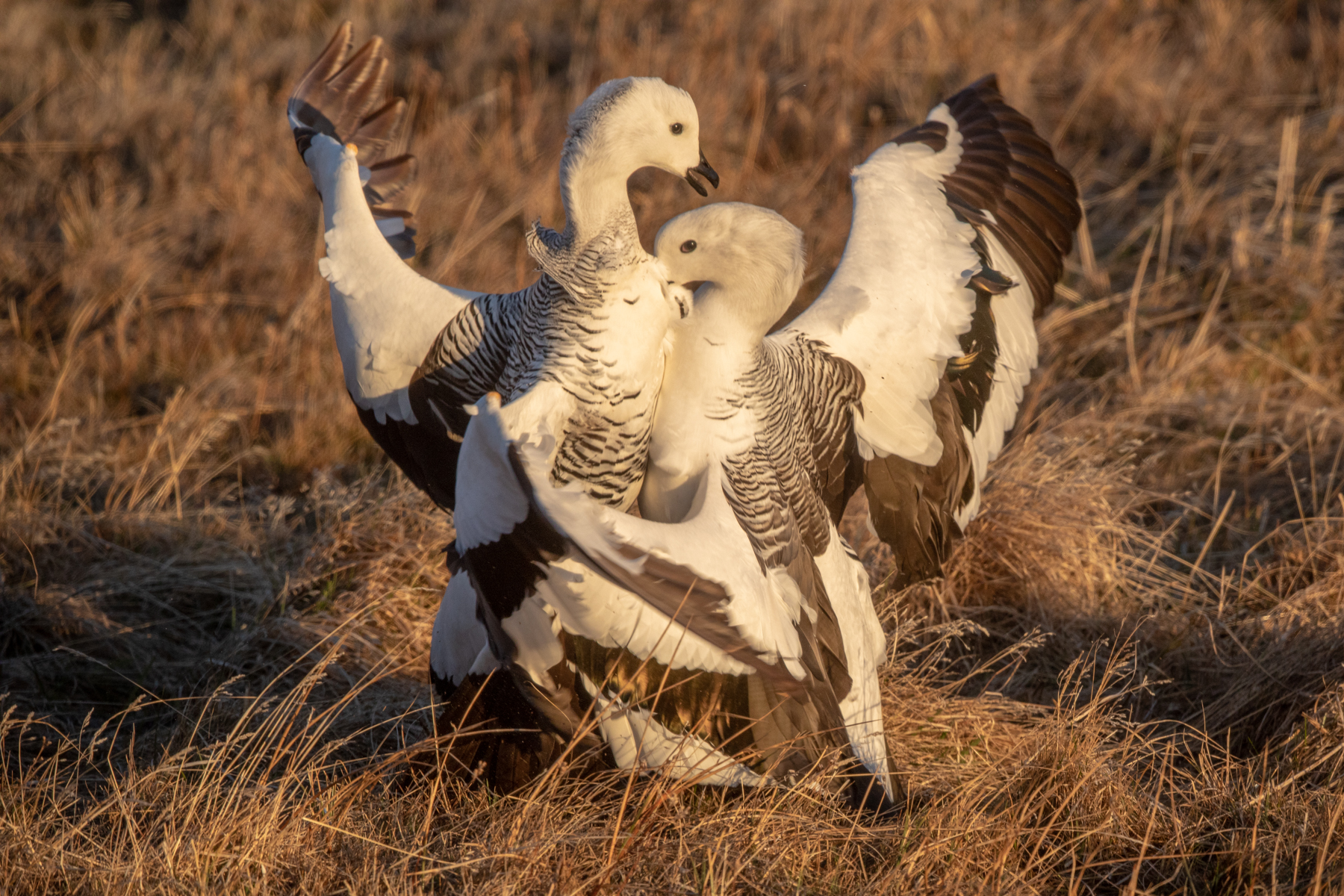 Upland Geese flighting (image by Mark Beaman)
