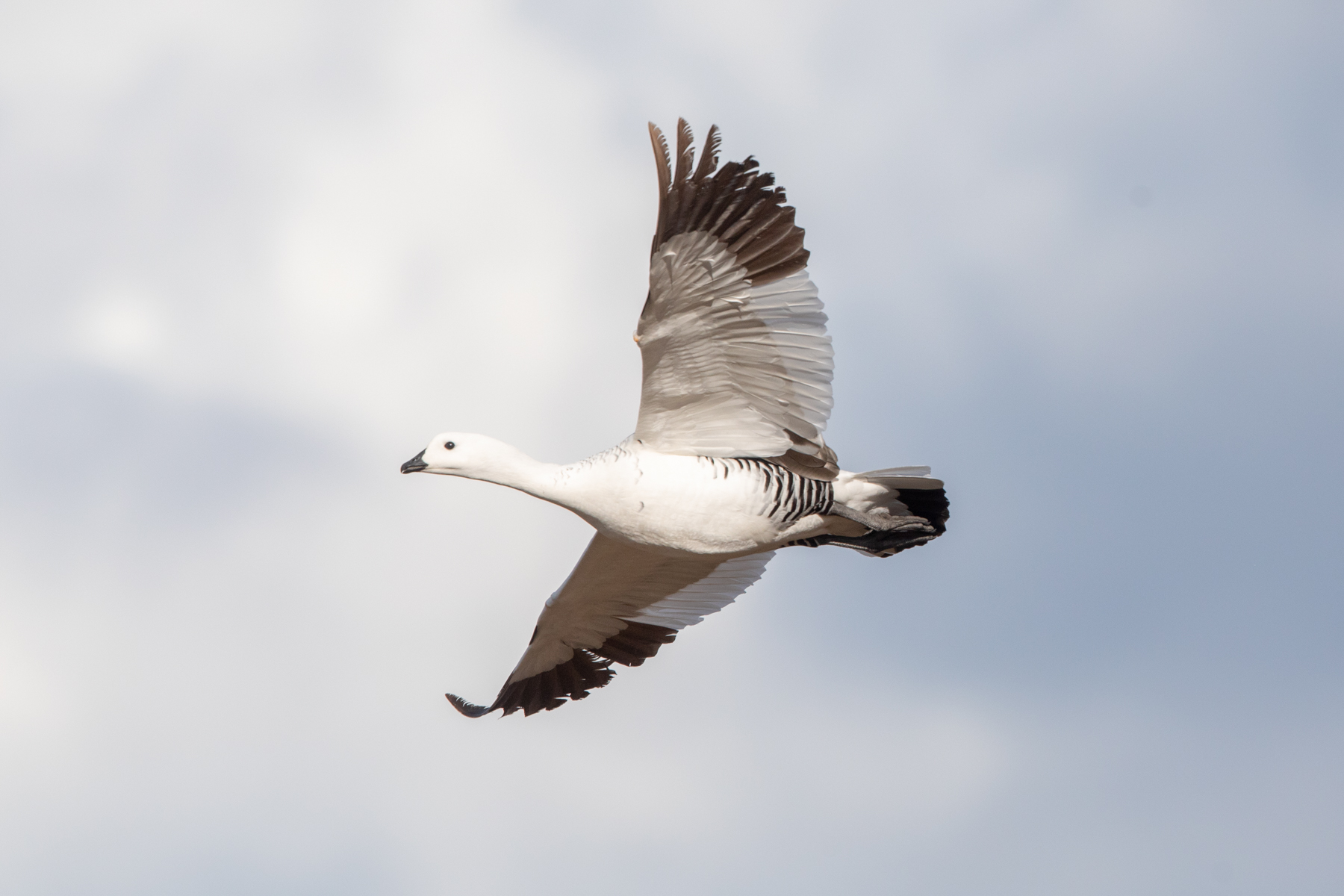 Upland Goose (image by Mark Beaman)