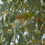 Varied Lorikeet (image by Mike Watson)